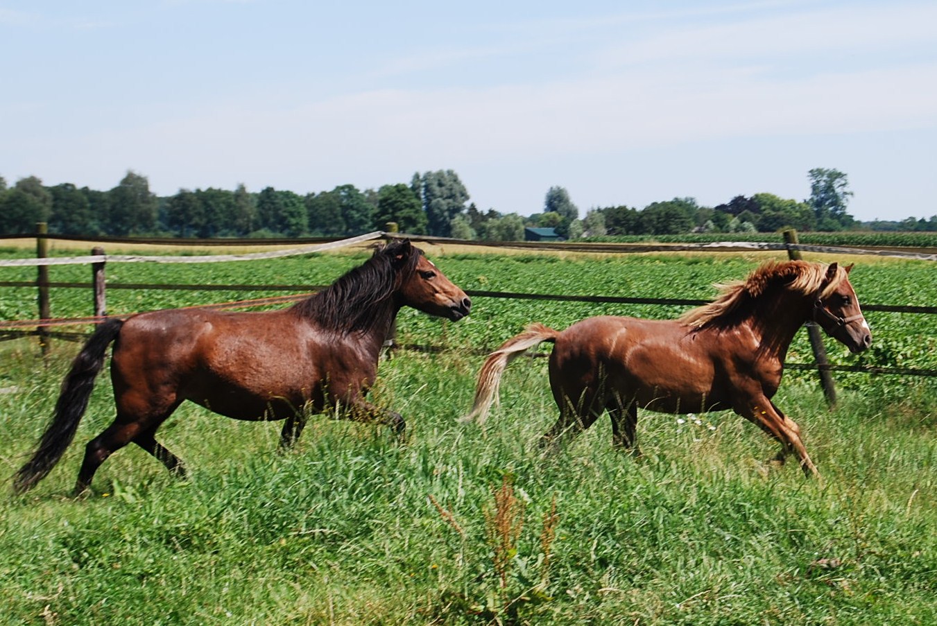 Paarden fotografeert Tjitske met veel plezier, want ze zijn ook haar eigen grote passie. Deze energieke Dartmore pony's zijn van Simon de Bruin, die ze interviewde voor Boerenvee.