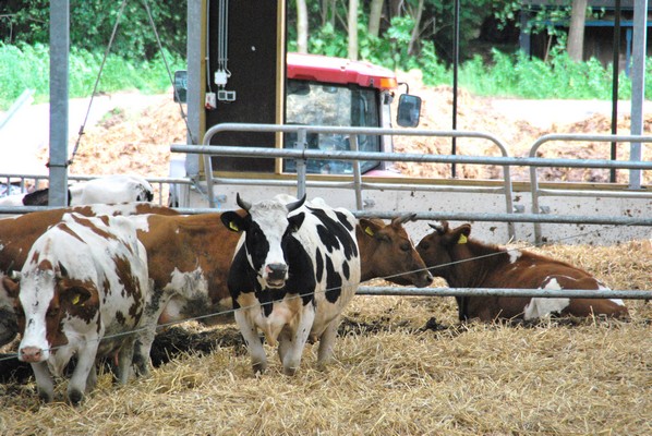 De potstal is een mooi systeem om dieren een droge plek te geven, goede stalmest te krijgen voor een gezonde bodem en toch niet teveel werk te hebben met uitmesten: steeds een nieuw laagje stro en een of twee keer per jaar met de trekker erbij.